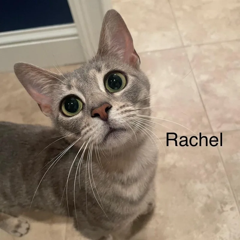 Rachel thumbnail 2