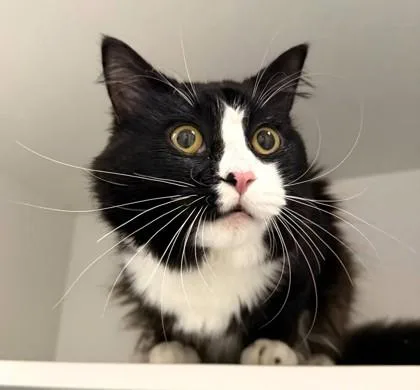 An adult small-sized male Domestic Long Hair cat named Gazpacho for adoption in Fairfax, VA