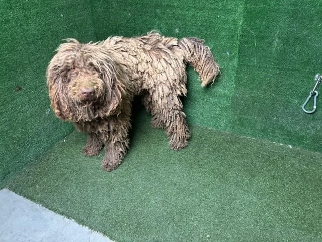 A young large-sized male Komondor dog named Paddington for adoption in Lancaster, CA