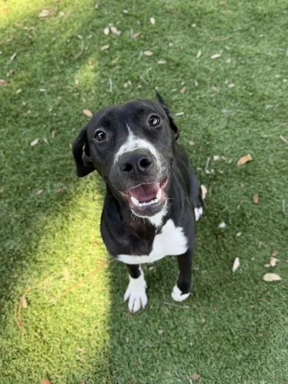 A young medium-sized female Labrador Retriever dog named Meeka for adoption in Daytona Beach, FL