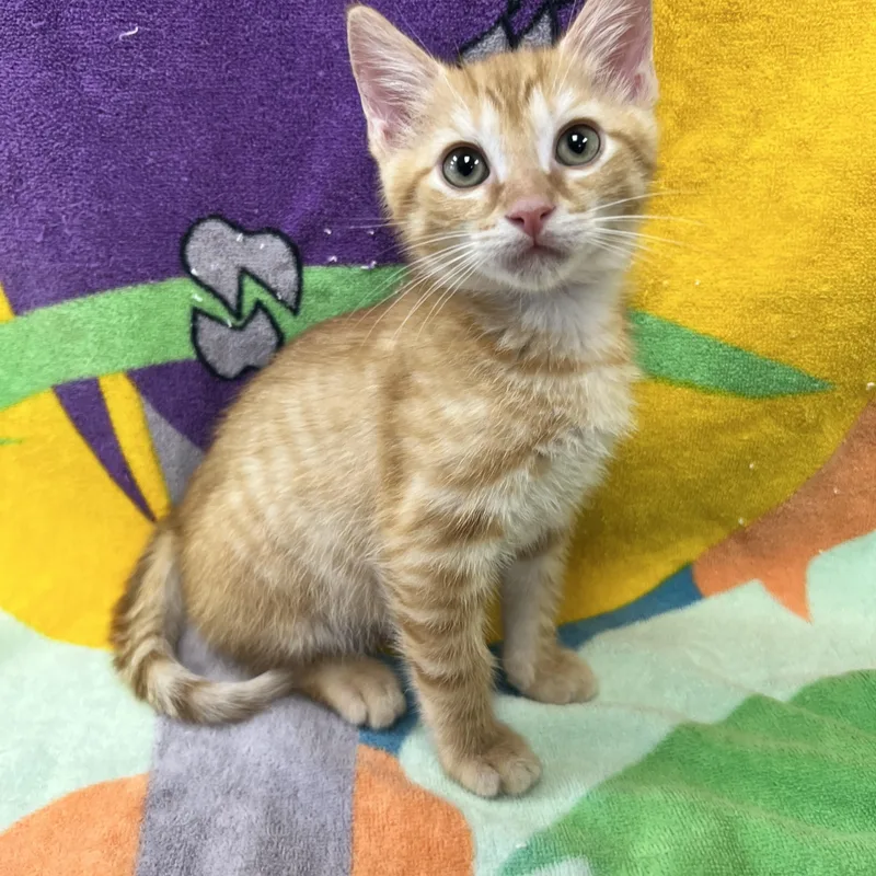 A young medium-sized male Orange / Red Domestic Short Hair cat named Groot for adoption in Bear, DE