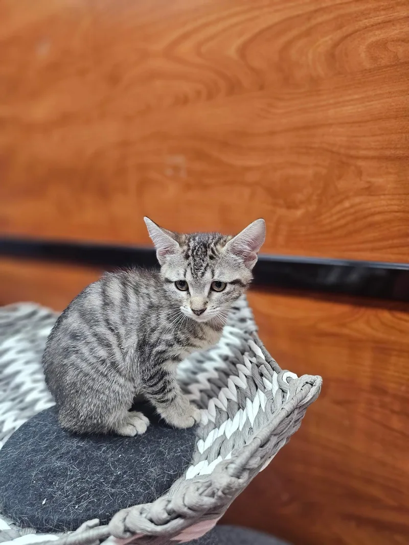 A baby medium-sized female Domestic Short Hair cat named Brownie for adoption in Social Circle, GA