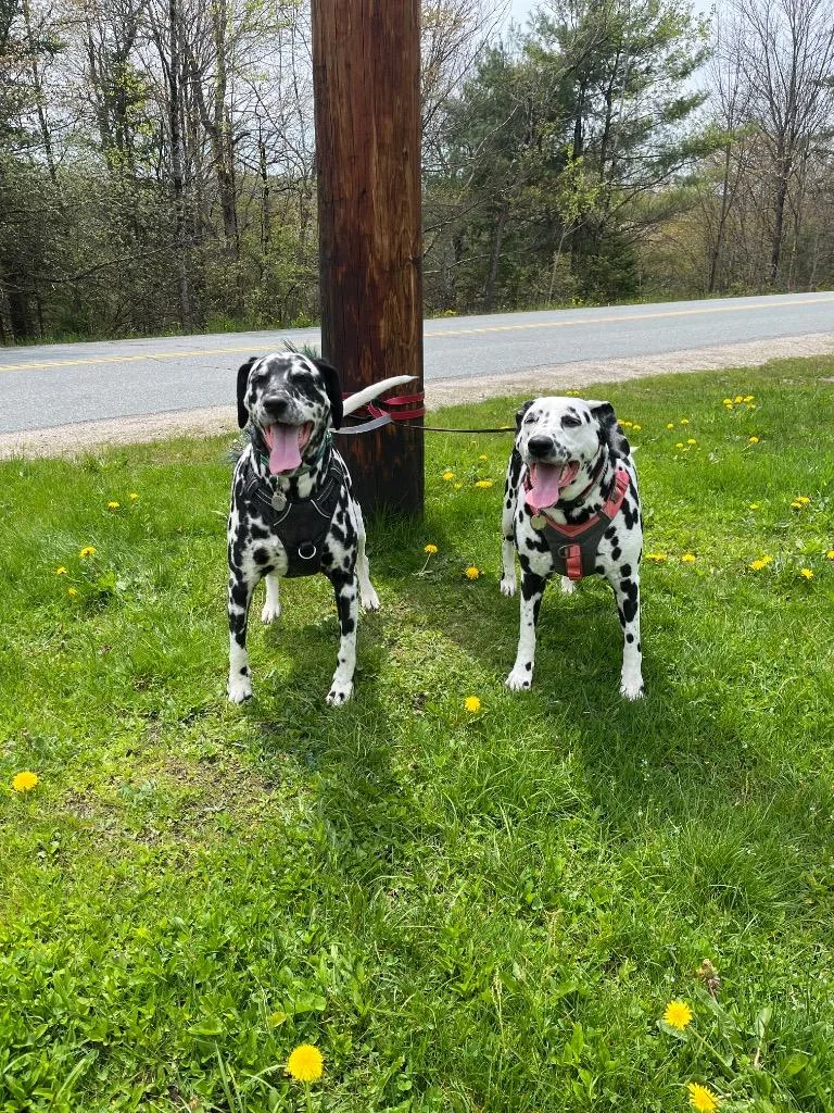 An adult large-sized female Dalmatian dog named Harper & Lucy Lou for adoption in Lunenburg, VT