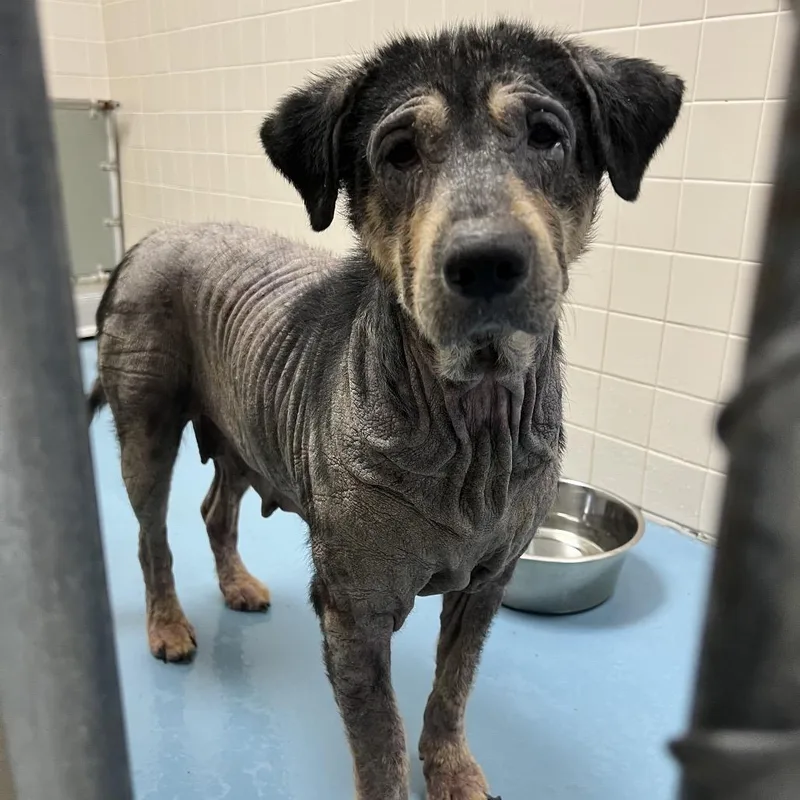 An adult medium-sized female Gray / Blue / Silver Mixed Breed dog named Roxie for adoption in Lufkin, TX