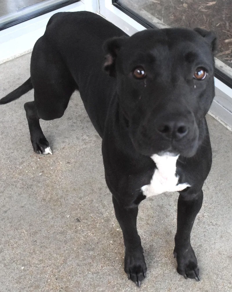 An adult medium-sized female Black Pit Bull Terrier dog named #22089 for adoption in Broken Arrow, OK