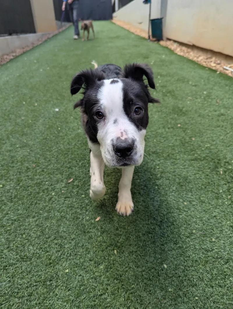 A young small-sized male Border Collie dog named Freddo for adoption in Cumming, GA