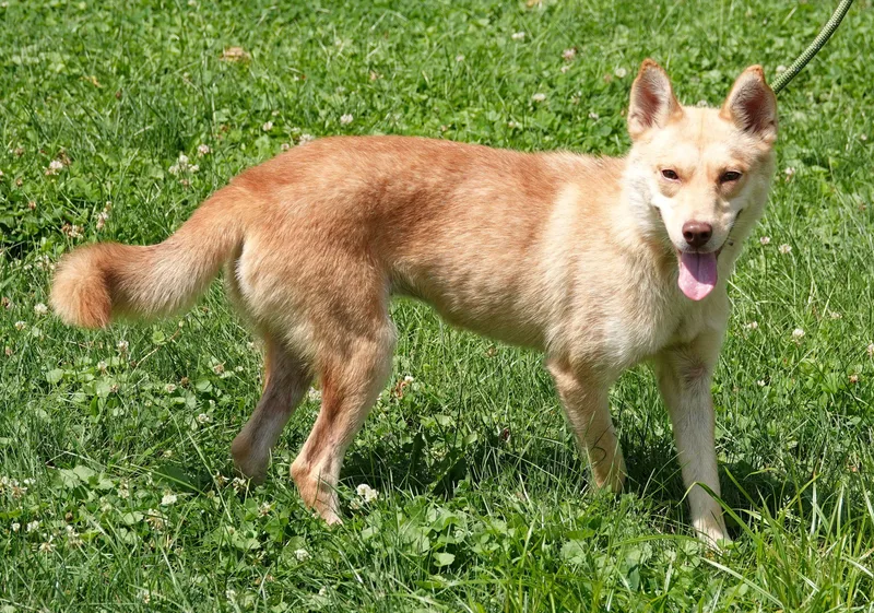 An adult small-sized female Red / Chestnut / Orange Mixed Breed dog named Vixey for adoption in Millfield, OH