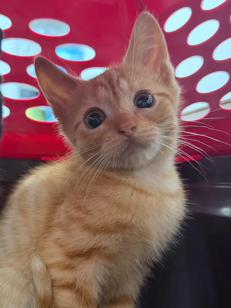 A baby medium-sized male Domestic Short Hair cat named Celsius for adoption in Pomona, NY