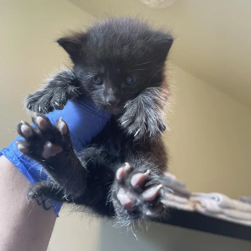 A baby small-sized male Black Domestic Short Hair cat named Toulouse for adoption in Pasadena, CA