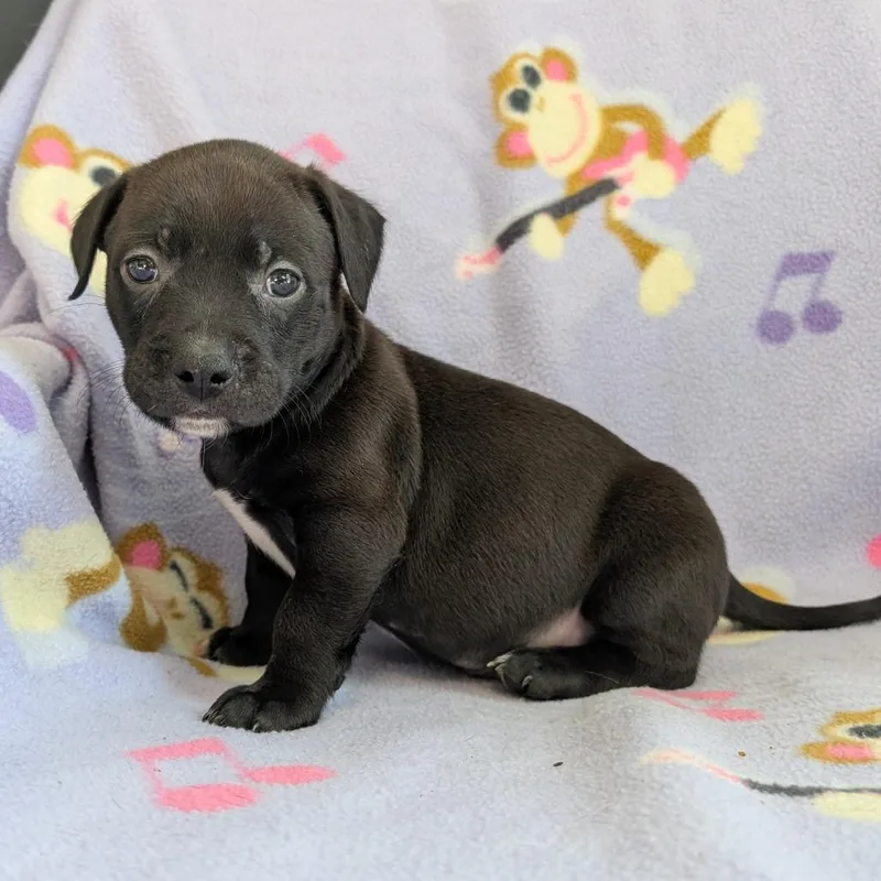 A baby medium-sized male Black Dachshund dog named Rhythm for adoption in Huntsville, AL
