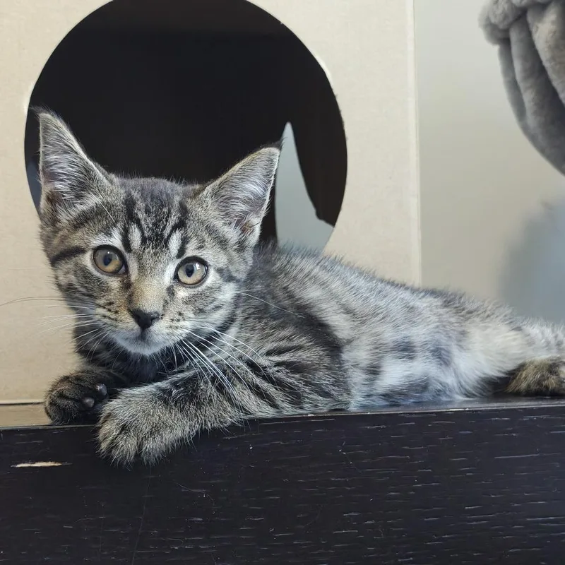 A young medium-sized female Tabby (Brown / Chocolate) Domestic Short Hair cat named Wasabi for adoption in Parkland, FL