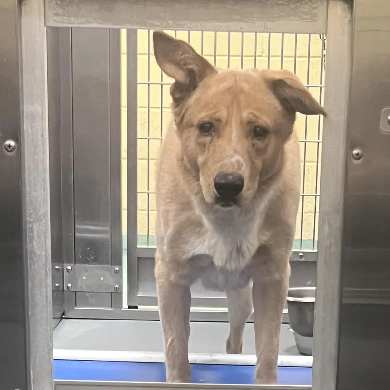 An adult large-sized male Golden Mixed Breed dog named Dell for adoption in Memphis, TN