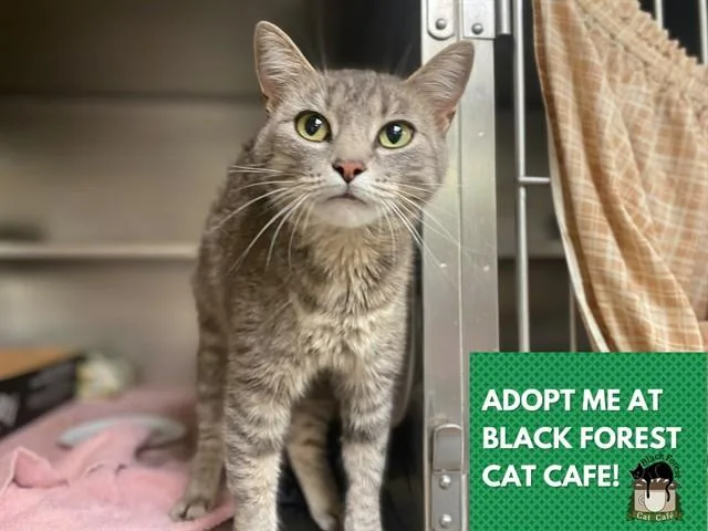 A young medium-sized female Domestic Short Hair cat named Stevie for adoption in Fort Wayne, IN