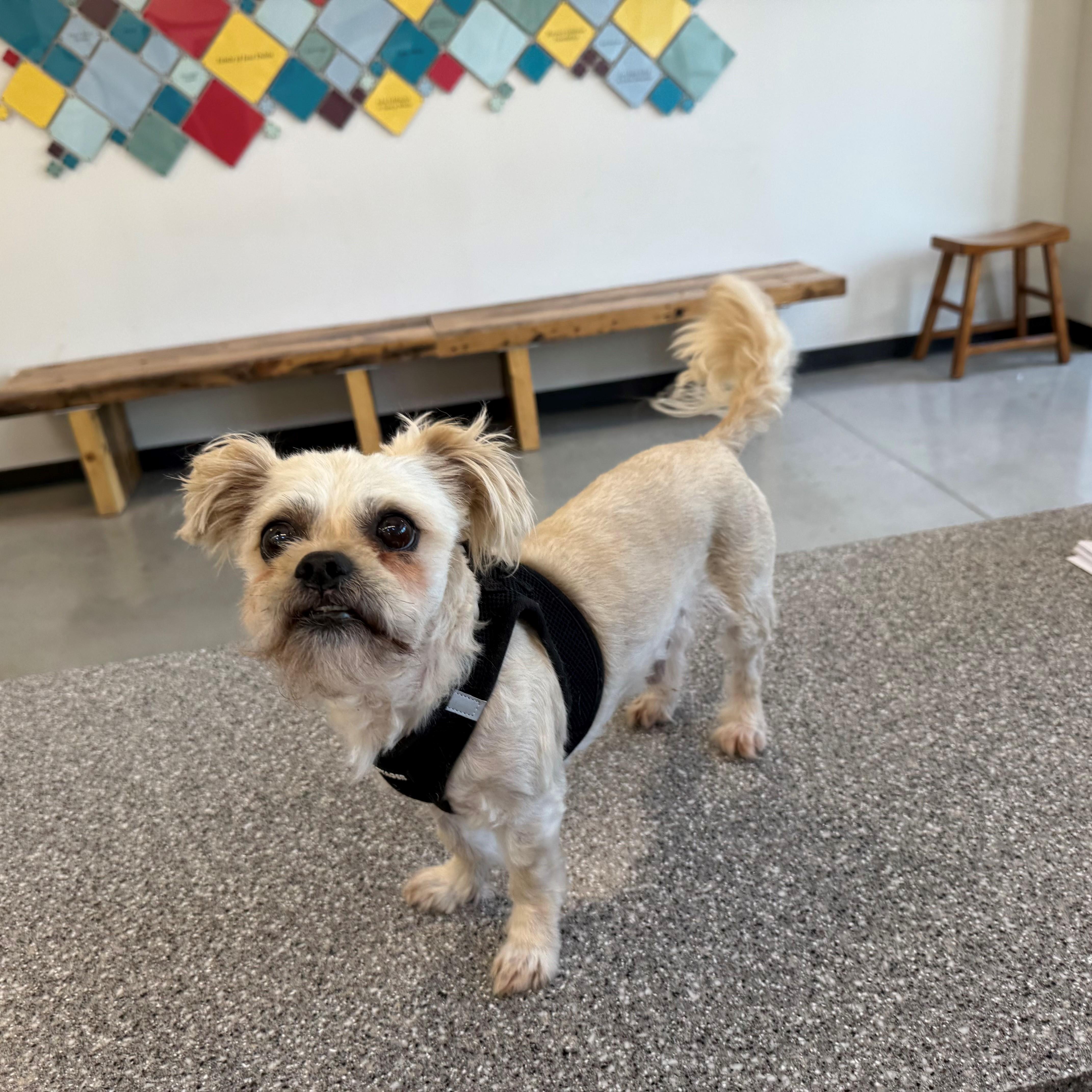 A senior small-sized male Apricot / Beige Shih Tzu dog named Artie for adoption in New Rochelle, NY