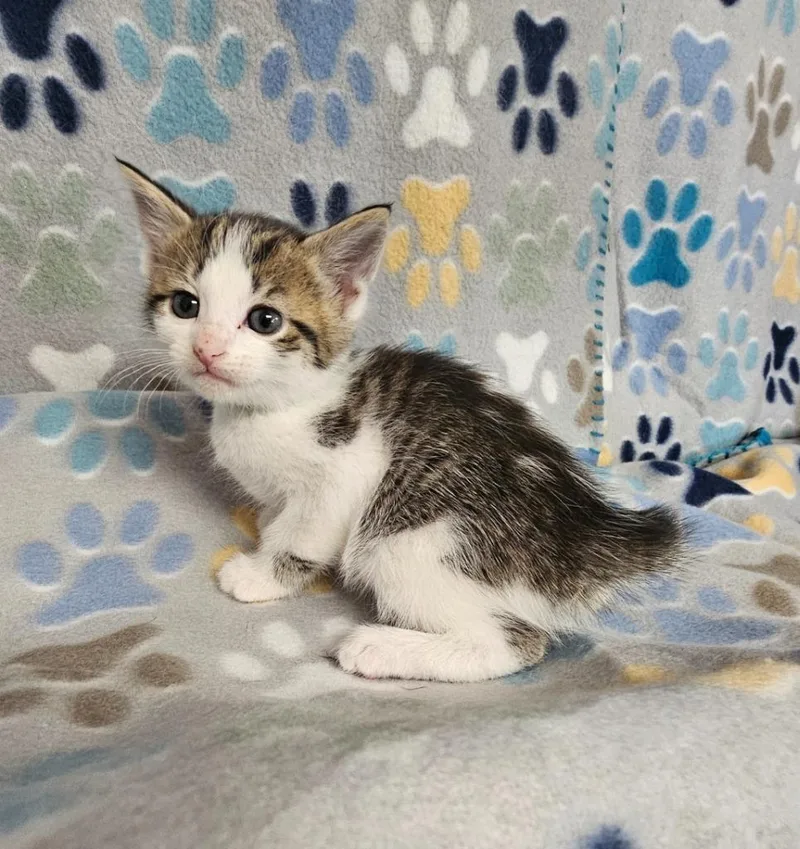 A baby medium-sized female Domestic Short Hair cat named Lil Kim for adoption in Wabash, IN