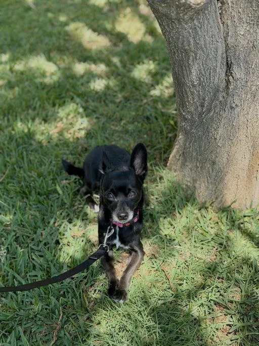 A baby small-sized male Chihuahua dog named Manny for adoption in Los Angeles, CA