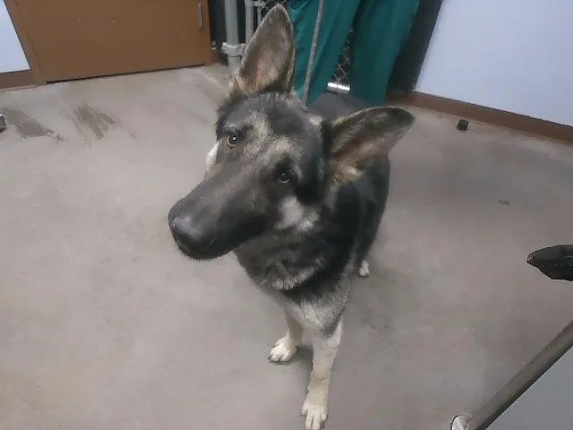 Opie