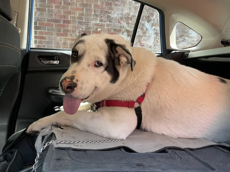 An adult large-sized male Bicolor Labrador Retriever dog named Moko for adoption in Spring, TX