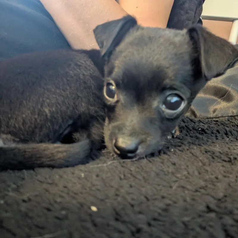 A baby small-sized female Black Chihuahua dog named Elli for adoption in Point Richmond, CA