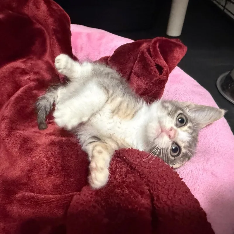 A baby small-sized female Gray / Blue / Silver Domestic Short Hair cat named Dana for adoption in Houston, TX
