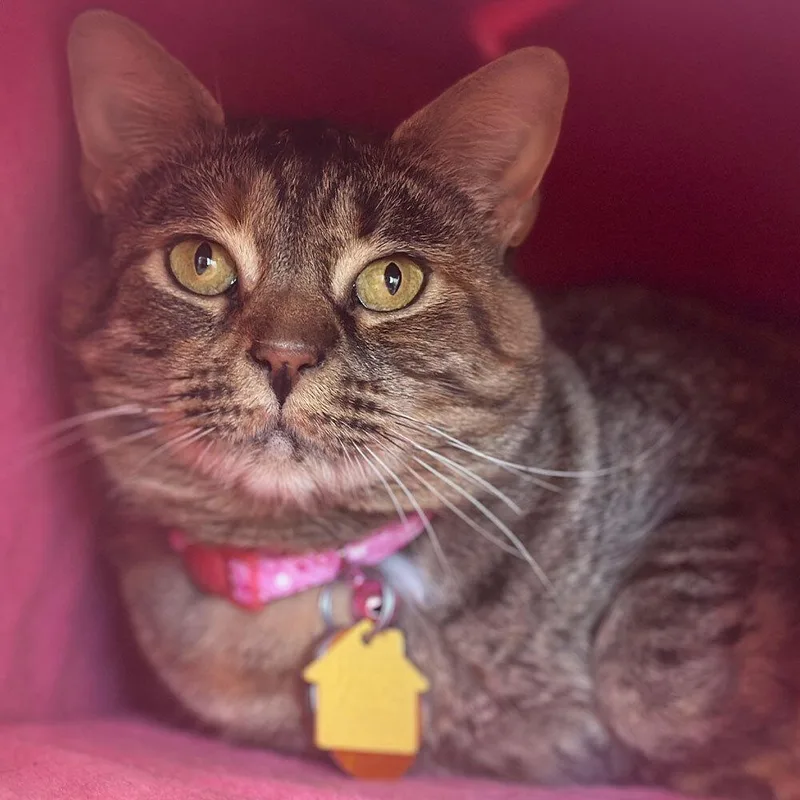 An adult small-sized female Domestic Short Hair cat named Penne for adoption in Port Washington, NY