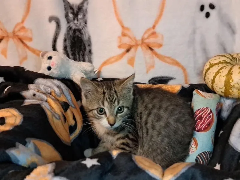 A baby small-sized female Gray & White Domestic Short Hair cat named Razzberry for adoption in Dutton, VA