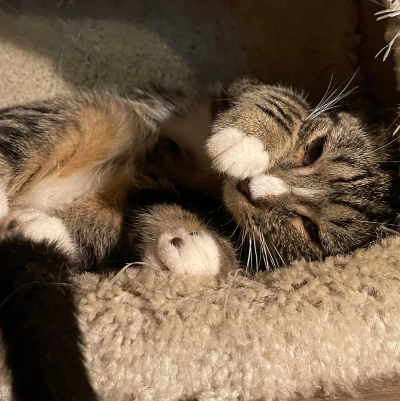 A young medium-sized female Domestic Short Hair cat named Soarin' Eagle for adoption in Brooklyn, NY