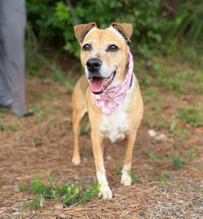 A senior medium-sized female Mixed Breed dog named Little Mia for adoption in Ellijay, GA