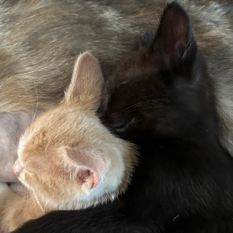 A baby small-sized male Gray / Blue / Silver Domestic Short Hair cat named Goldie for adoption in Long Beach, CA