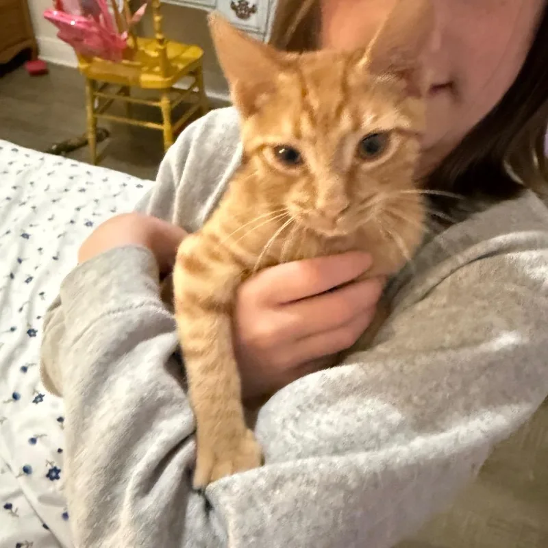 A baby small-sized male Orange / Red Domestic Short Hair cat named Firestar for adoption in Daphne, AL