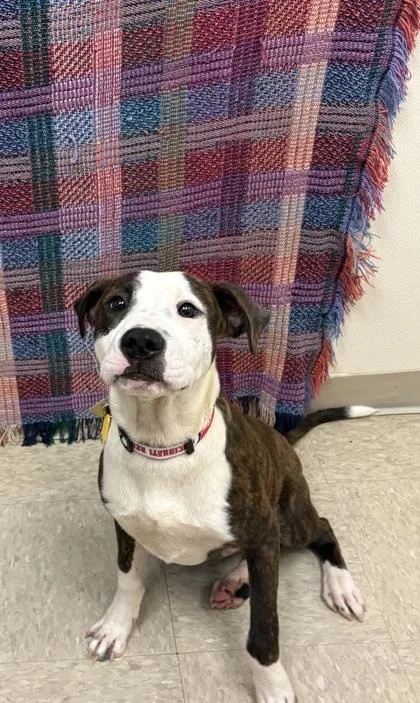 A baby medium-sized male Brindle Mixed Breed dog named Flint for adoption in Hamilton, OH