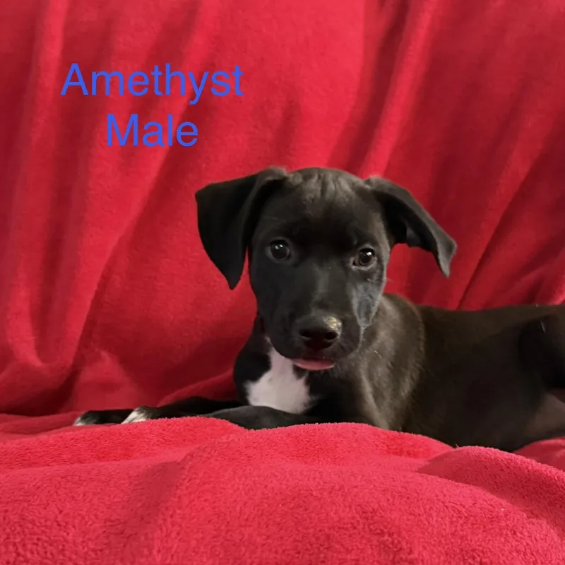 A baby large-sized male Black German Shepherd Dog dog named Amethyst for adoption in Davisburg, MI