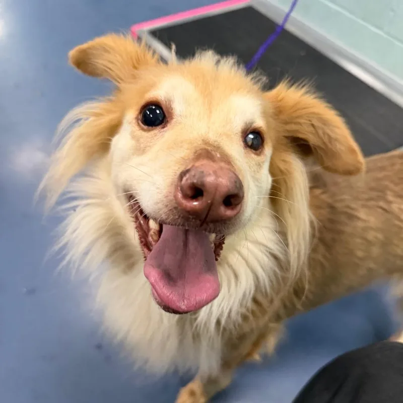 A senior medium-sized female Brown / Chocolate Husky dog named Ginger for adoption in Greensboro, NC