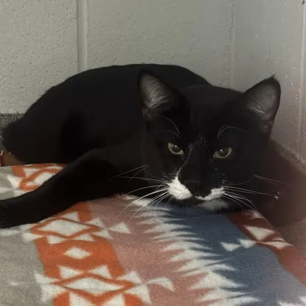 An adult medium-sized male Domestic Short Hair cat named Rio for adoption in Des Moines, IA