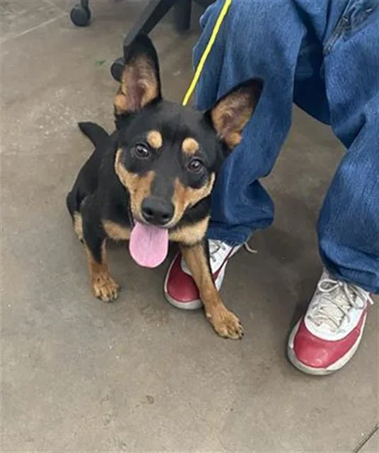 An adult medium-sized male Mixed Breed dog named Ricky for adoption in Dallas, TX