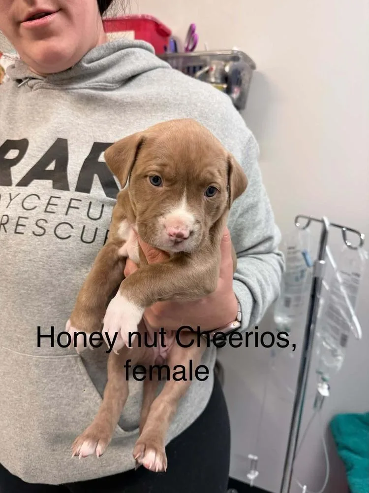 A baby medium-sized female Tricolor (Brown, Black, & White) Mixed Breed dog named Honey Nut Cheerios for adoption in Clinton Township, MI