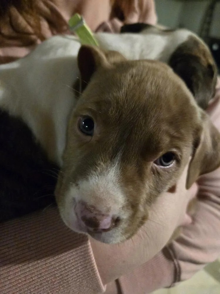 Honey Nut Cheerios thumbnail 2