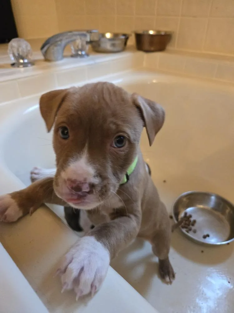 Honey Nut Cheerios thumbnail 3