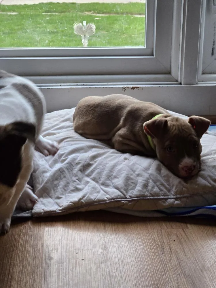 Honey Nut Cheerios thumbnail 4