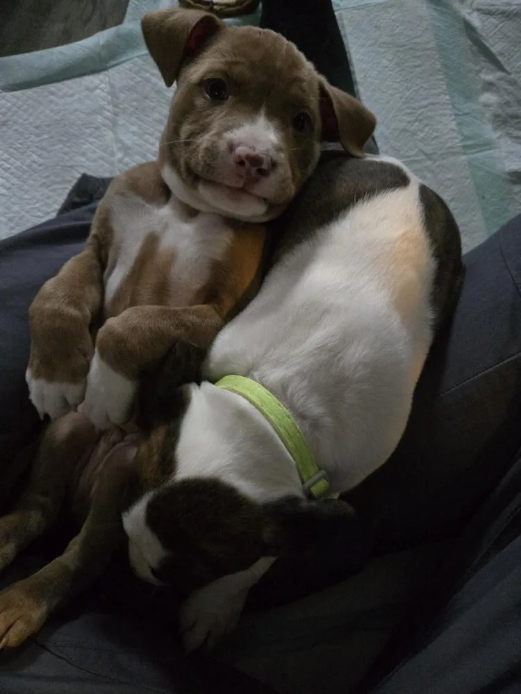 Honey Nut Cheerios thumbnail 5