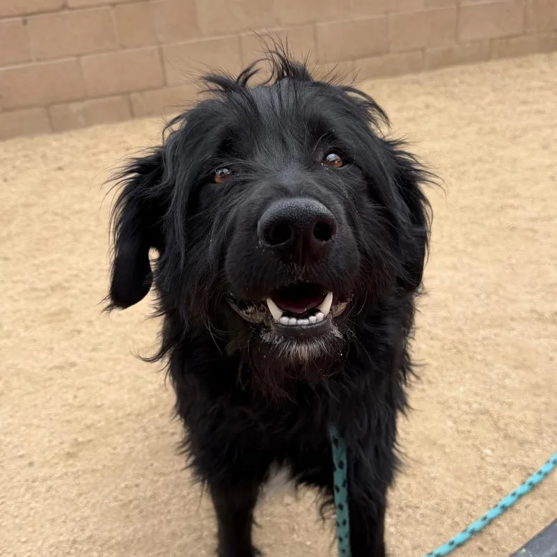 An adult large-sized male Black Labrador Retriever dog named Rubble for adoption in Reno, NV