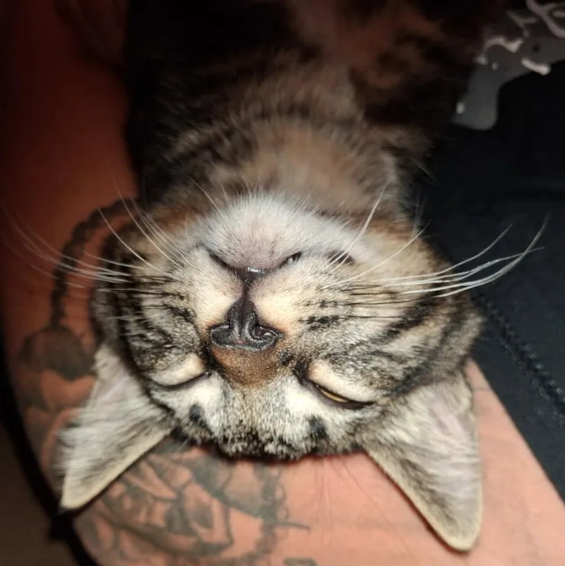 A young medium-sized male American Shorthair cat named Captain for adoption in Lake City, MN