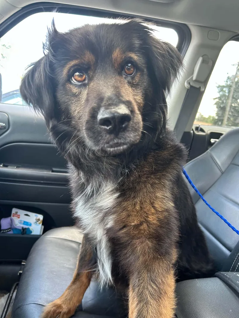 An adult medium-sized male Australian Shepherd dog named Dumaine for adoption in Kansas City, MO