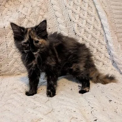 Dust Mite thumbnail 2