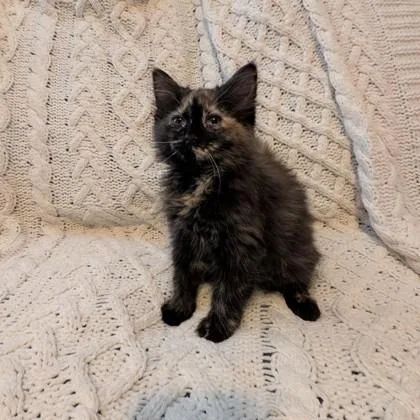 Dust Mite thumbnail 3