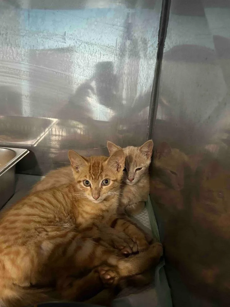 A baby medium-sized male American Shorthair cat named Scooby for adoption in Glen Rose, TX
