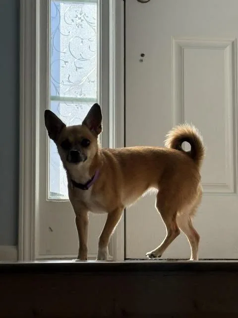 An adult small-sized female Chihuahua dog named Danella for adoption in Cumming, GA