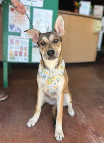 An adult large-sized female Shepherd dog named Musa for adoption in Visalia, CA