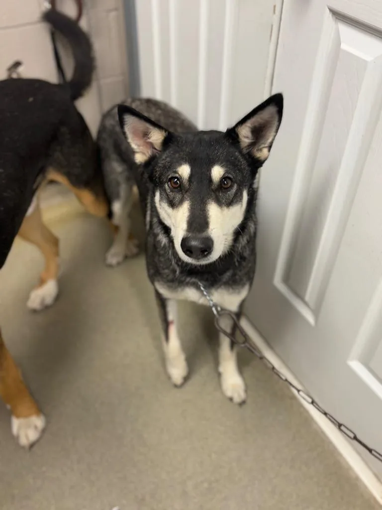 Roxydolly Pepper thumbnail 3