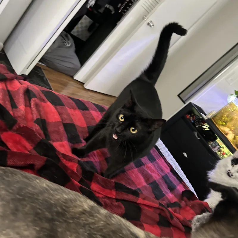 An adult medium-sized female Black Domestic Short Hair cat named Violet for adoption in Houston, TX